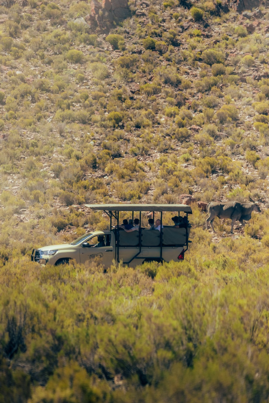 Safari