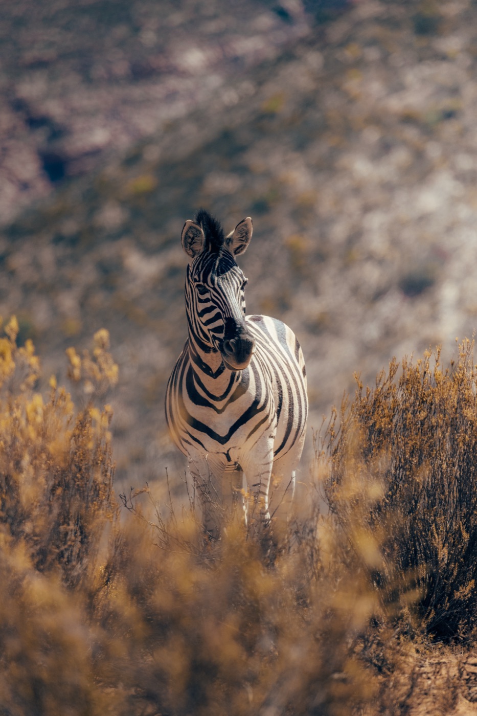 Safari